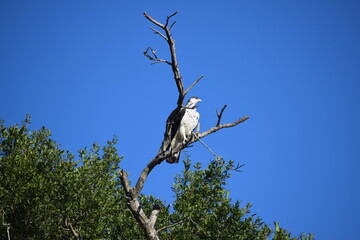 African Hawk Eagle Hieraaetus fasciatus Timbavati