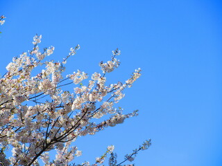 桜の午後の日