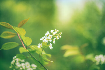 Selective soft focus of flowering bird cherry hackberry or Mayday tree tree branch with small white flowers on blurred green bokeh background. Minimal delicate spring blossom design copy space