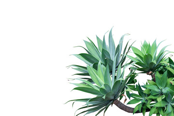 Agave plant isolated on white background.This has clipping path.