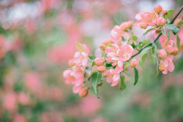 Selective focus flowering cherry tree branch with pink flowers on blurred pink and green background with leaves bokeh. Trendy neutral light floral nature spring blossom design copy space