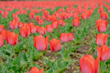 赤いチューリップの花畑