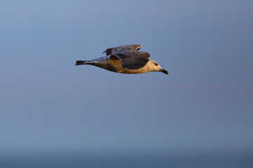 Gaviota patiamarilla joven​ (Larus michahellis) volando sobre el Mar Mediterráneo