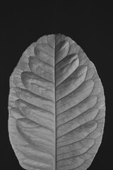 leaf on black background