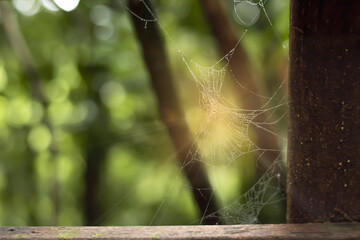 cobweb