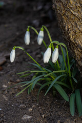 Early spring snowdrops, Galanthus nivalis, selective focus and diffused background
