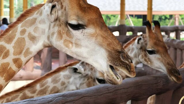 Asian tourist feeding giraffes in zoo