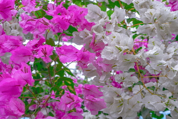 ブーゲンビリアの花