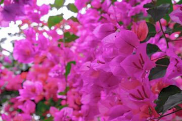 ブーゲンビリアの花