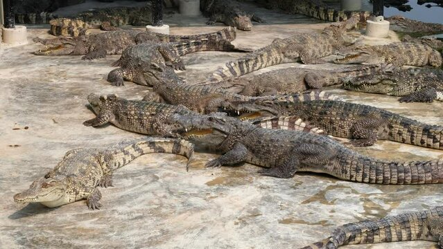 Crocodiles gathered in the pond crocodiles open their mouths to show their sunbathing habits for digestion and relaxation. river hunter