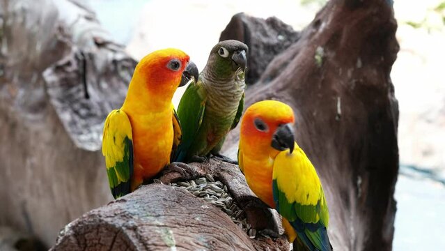 Close up golden sun conure eating sunflower seeds.