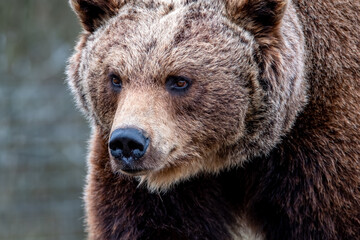 Close up big brown bear in spring forest