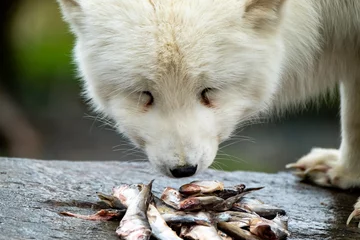 Fototapete Polarfuchs White arctic fox eating fish from a stone