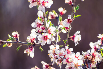 Obraz na płótnie Canvas Almond tree branches full of white blossoms is spring