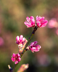 Close up of pink peach tree blossoms