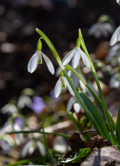 Obraz premium Early spring snowdrops, Galanthus nivalis, selective focus and diffused background