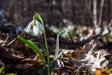 White snowdrop flower, close up. Galanthus blossoms illuminated by the sun in the green blurred background, early spring. Galanthus nivalis bulbous, perennial herbaceous plant in Amaryllidaceae family