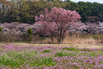 畑の桜