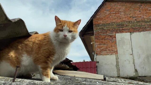 Red-headed domestic or homeless cat sits on roof on house or barn and looks closely in front of.