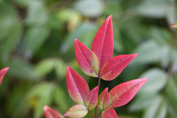 pink and green leaf