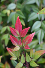 red and green leaves