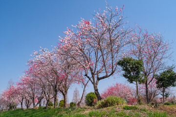 ハナモモの花畑