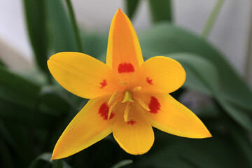 A beautiful yellow tulip. The background is green liliales.