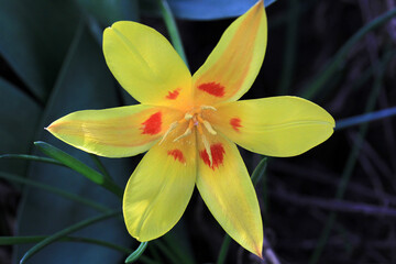 A beautiful yellow tulip. The background is green liliales.