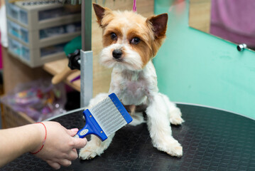 combing hair with a brush yorkshire terrier in a grooming salon, close-up