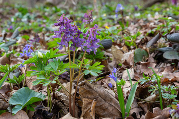Hollow-root, Corydalis cava, blooming on the forest floor in a park during spring