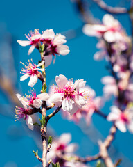 Almond tree branches full of white blossoms against the blue sky is spring
