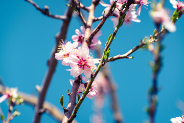 Almond tree branches full of white blossoms against the blue sky is spring