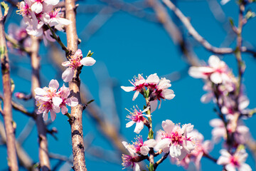 Almond tree branches full of white blossoms against the blue sky is spring