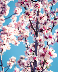 Almond tree branches full of white blossoms against the blue sky is spring