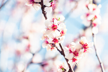 Almond tree branches full of white blossoms against the blue sky is spring
