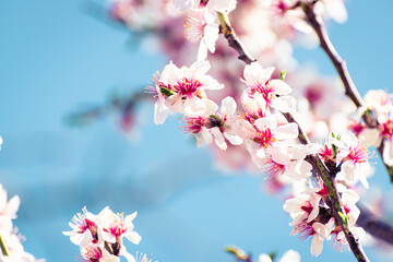 Almond tree branches full of white blossoms against the blue sky is spring