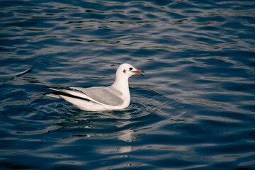 seagull floating on the river in blue color