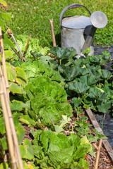 Arrosage au potager - Vieil arrosoir en métal posé dans un une allée en ardoise à coté d'un rang de légume (choux chinois, melon)