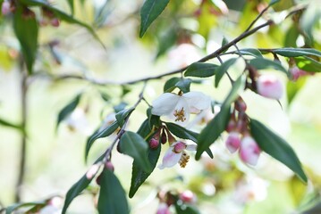Camellia'Elina Cascade' buds and flowers. Theaceae evergreen shrub. A fragrant single flower blooms downward from March to April.