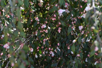 Camellia'Elina Cascade' buds and flowers. Theaceae evergreen shrub. A fragrant single flower blooms downward from March to April.