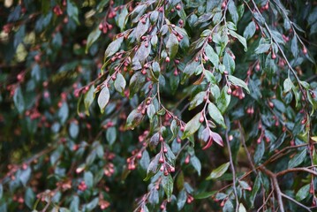 Camellia'Elina Cascade' buds and flowers. Theaceae evergreen shrub. A fragrant single flower blooms...
