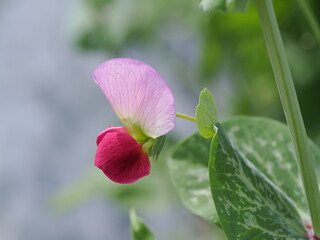 ピンクと赤のかわいいエンドウ豆の花