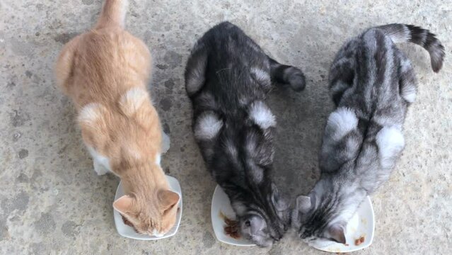 Domestic cats eat their food. Three cats are eating food from white plates. Two gray and ginger cat are having lunch.