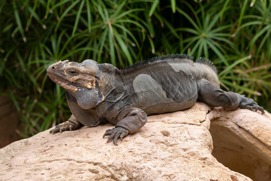 The rhinoceros iguana is a species of lizard belonging to the genus Cyclura
