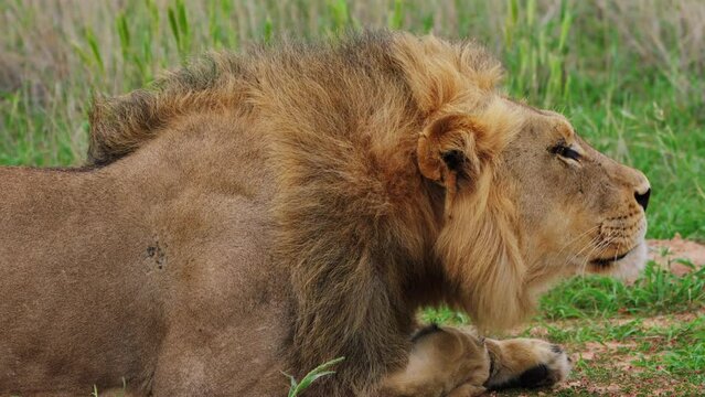 Male African lion (Panthera leo) with mane blowing in the wind, Central Kalahari, South Africa