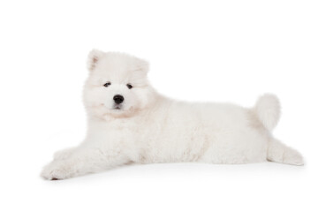 Samoyed puppy dog lying over white