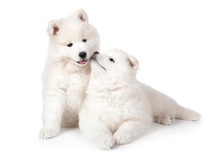 Two Samoyed puppies lying over white