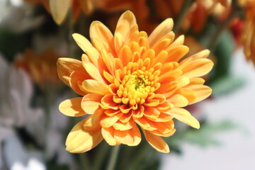 orange chrysanthemum flower