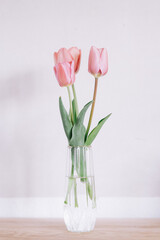 Tulip against plain background