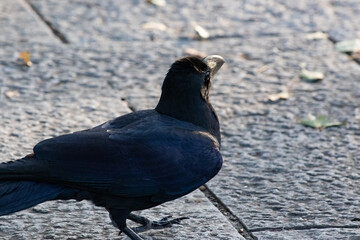 石畳で佇むハシブトガラス